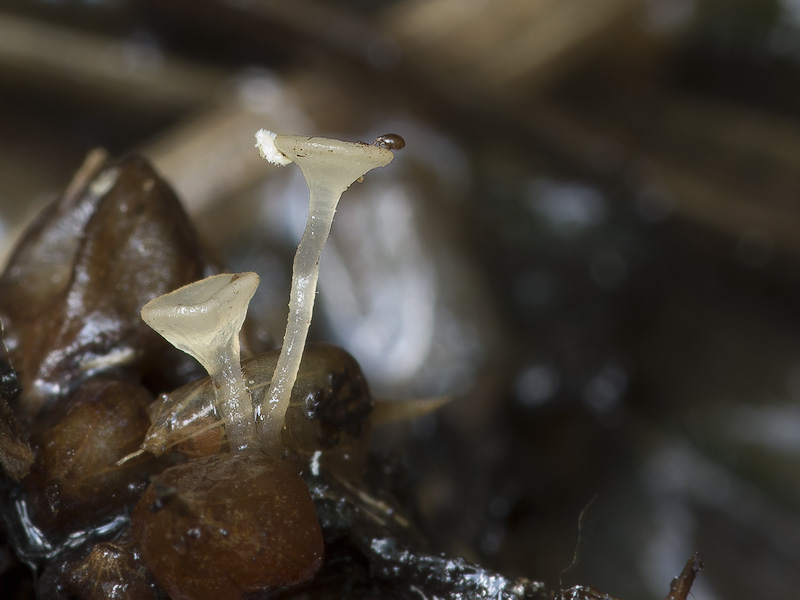 Gloeotinia aschersoniana